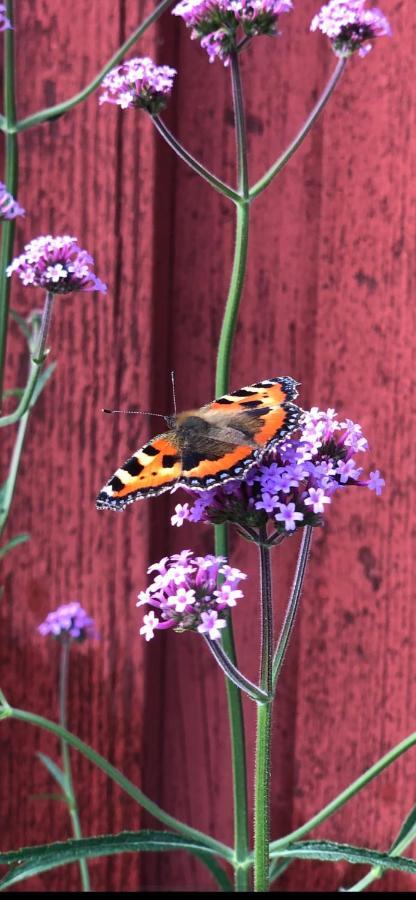 Torpgarden Oennerudsvaegen 56 Daire Torsby Dış mekan fotoğraf