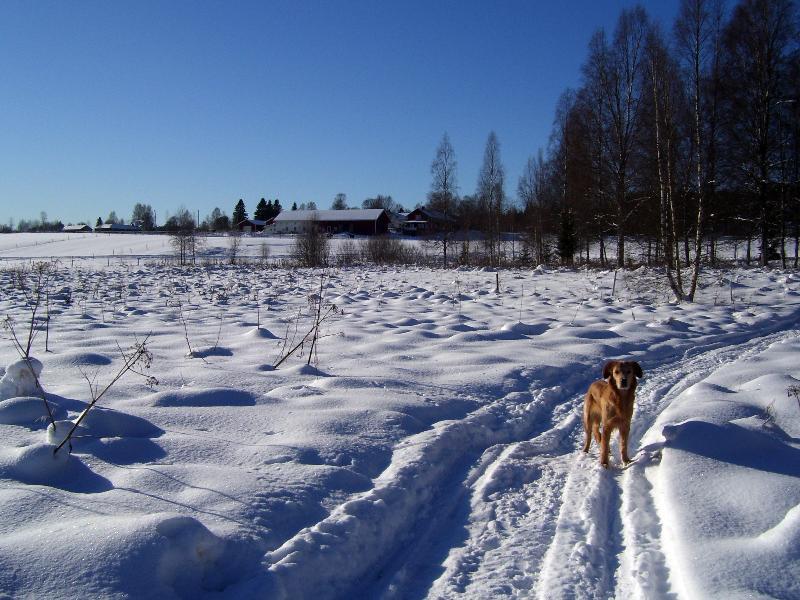 Torpgarden Oennerudsvaegen 56 Daire Torsby Dış mekan fotoğraf